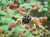 berry black sweetness